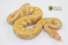 16EnchiAlbinoM16102-90g.jpg