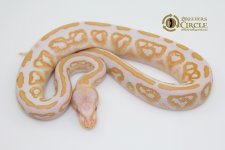 16BlackPastelAlbinoF16105-70g.jpg
