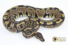 15ScalelessHeadM1-410g.jpg