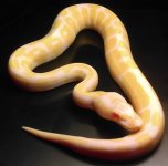 Albino het snow.jpg