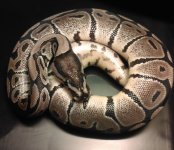 Axanthic het snow.jpg