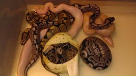 Hatchlings 2016.jpg