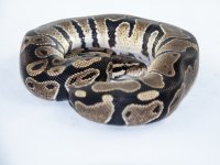 Het Albino Female-3923.jpg