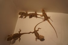 DSC00438.jpg