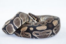 Het Albino Female-3910.jpg
