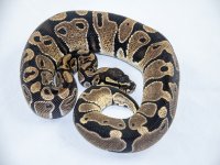 Het Albino Male-3906s.jpg