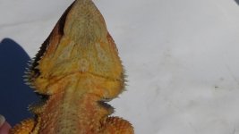 DSC00511.jpg