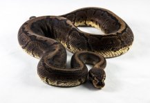 Sable Pinstripe-00244.jpg