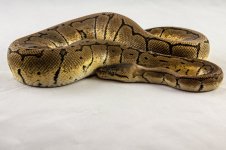009 Pastel Pinstripe Male-0190.jpg
