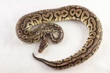 013 Pewter (Lesser Line) Female-0204.jpg