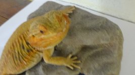 Doby 11-1 A.jpg