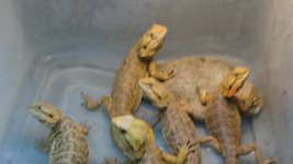 DSC00872.jpg