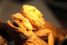 IMG_0375.jpg