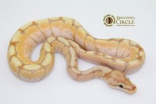 16BananaSpiderM16100-95g.jpg