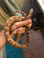 coral ghostn f1 1.jpg