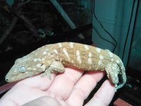 1 year old leachie 1.jpg