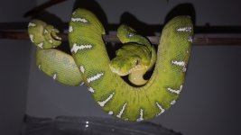 Emerald F #1.jpg