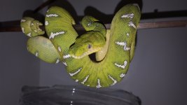 Emerald F #4.jpg