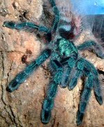 Avicularia Versicolor3.jpg.jpg