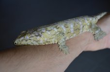 DSC_0799.jpg