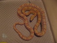 cornsnake2.jpg