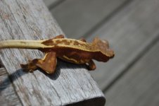 DSC_0130.jpg