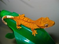 IMG_1453.jpg