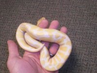 albino ball.jpg