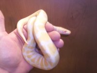 albino ball 2.jpg