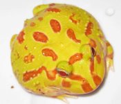albino4.jpg