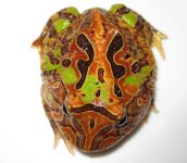 fantasyfrog.jpg