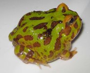 green2.jpg