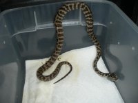 Coastal Jag Male 2010.jpg