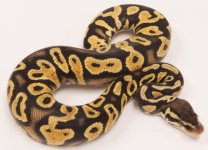 Pastel Yellow Belly (1 of 1).jpg