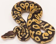 Pastel Yellow Belly (1 of 1)-2.jpg