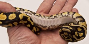 Pastel Yellow Belly (1 of 1)-3.jpg
