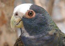 220px-Pionus_senilis_guatemala_2.jpg