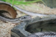 WhiteSidedRatsnake03.JPG