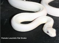 Leucistic icon.JPG