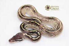 16PastaveBongoM5569-65g.jpg