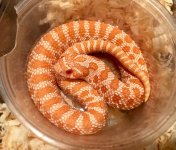 2015 albino poss het snow 2.jpg