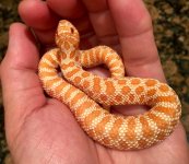 2015 alnino poss het snow 1.jpg