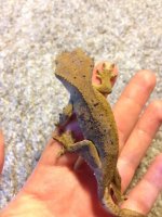 IMG_5268.jpeg