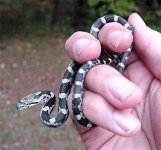 RatsnakeBlackJuv02.jpg