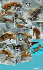 Collage 2016-07-31 12_29_45.jpg