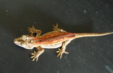 topgecko.jpg