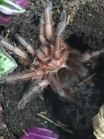 M P. sp %22Green%22.jpg