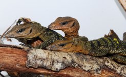 DSC_0733.jpg