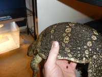 Water Monitor 003.jpg
