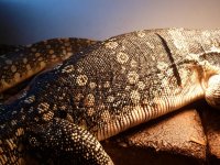 Water Monitor 005.jpg